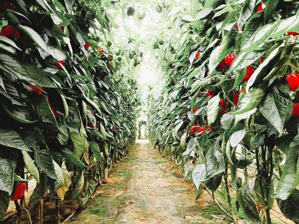 PIMIENTO LAMUYO ROJO