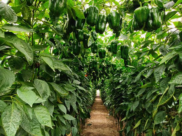 PIMIENTO LAMUYO VERDE